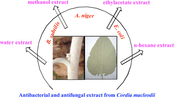 Antimicrobial Evaluation of Leaf and Stem Extract of